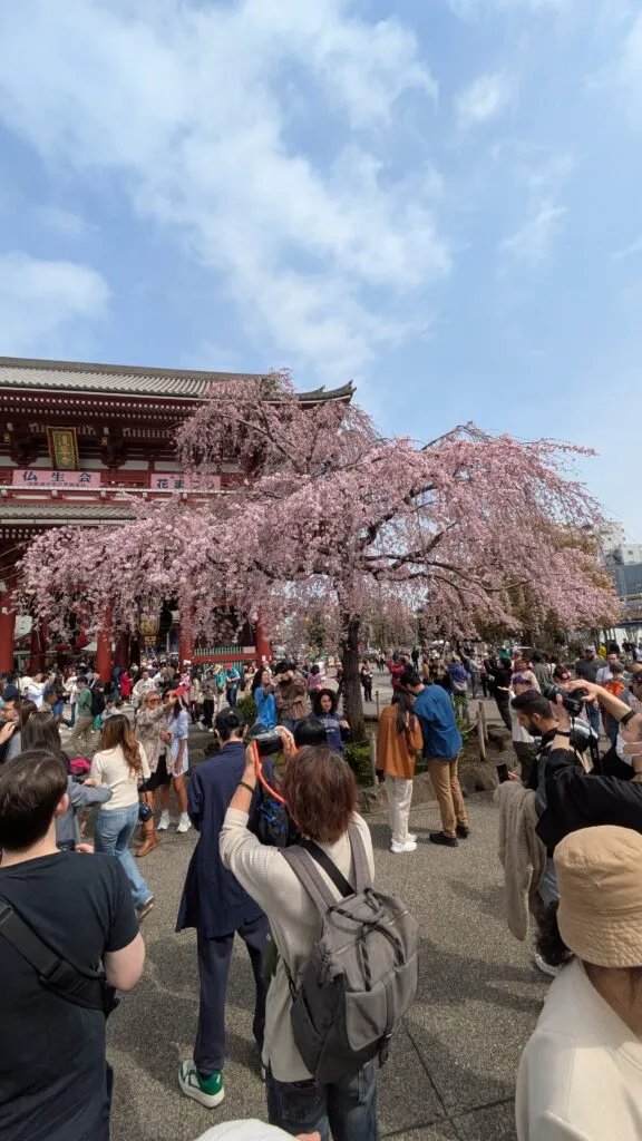 Floraison cerisiers 2