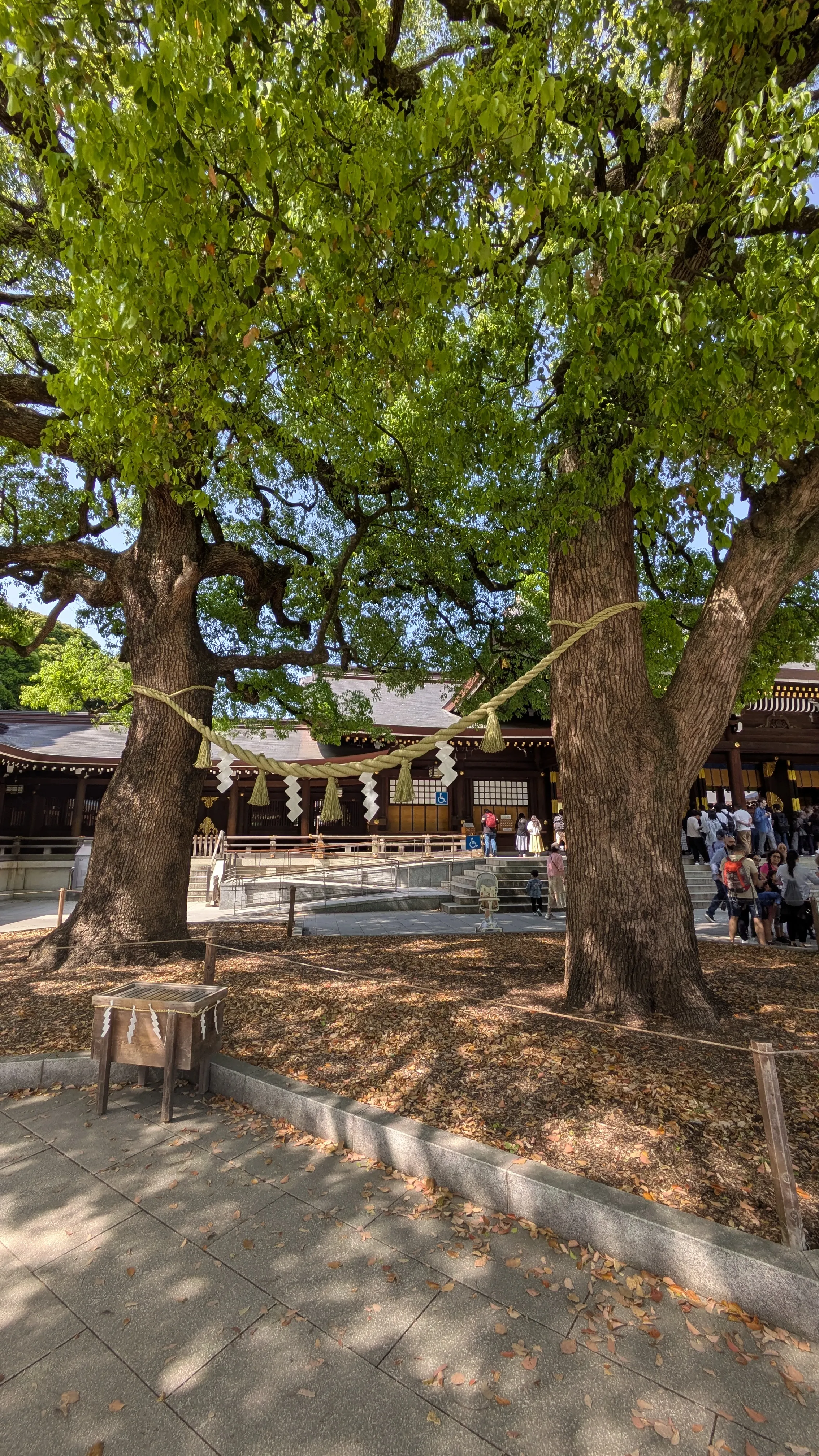 Arbres sacrés du parc Meiji-jingū