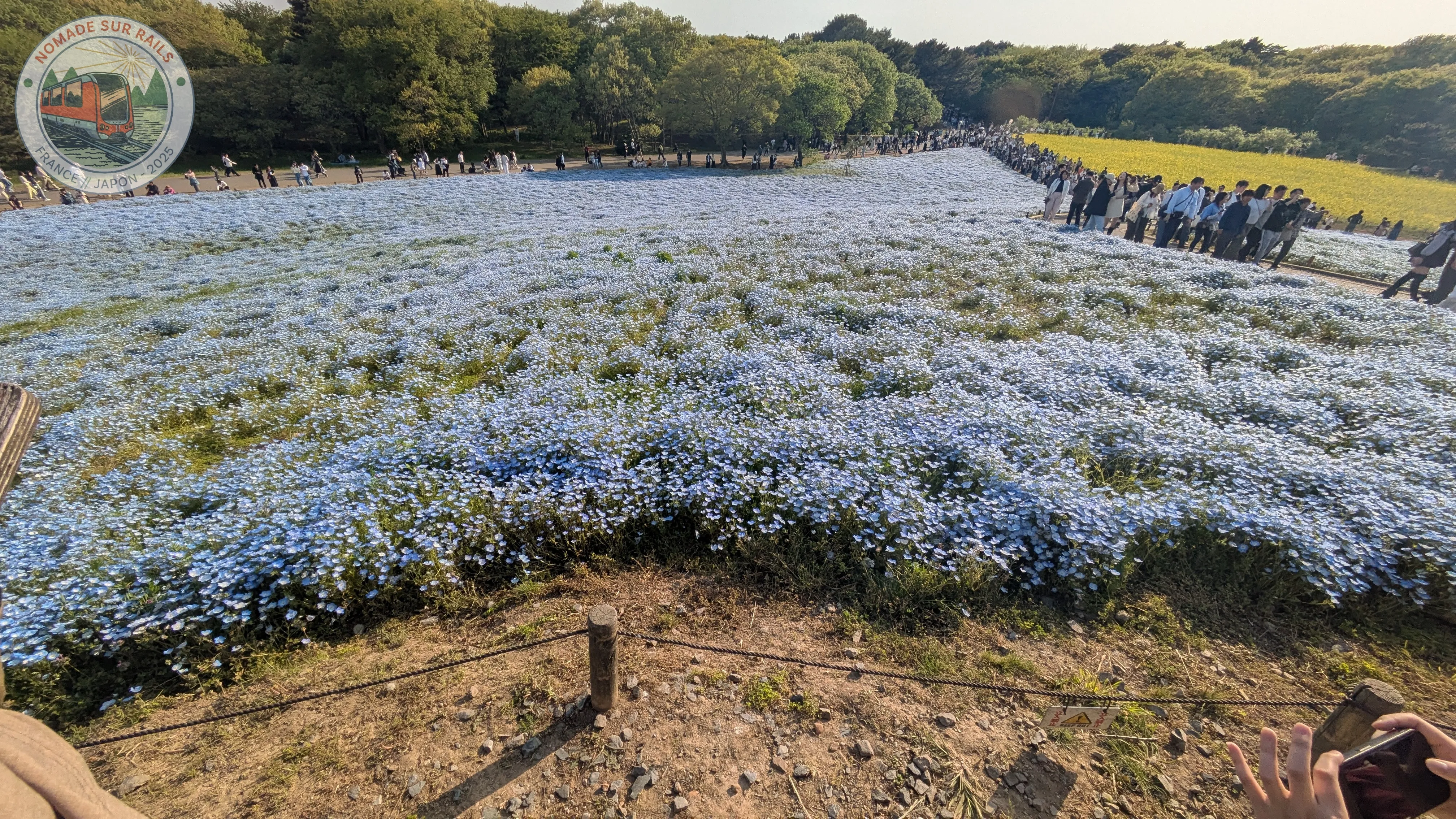 Champs de nemophilas au parc Hitachi Seaside