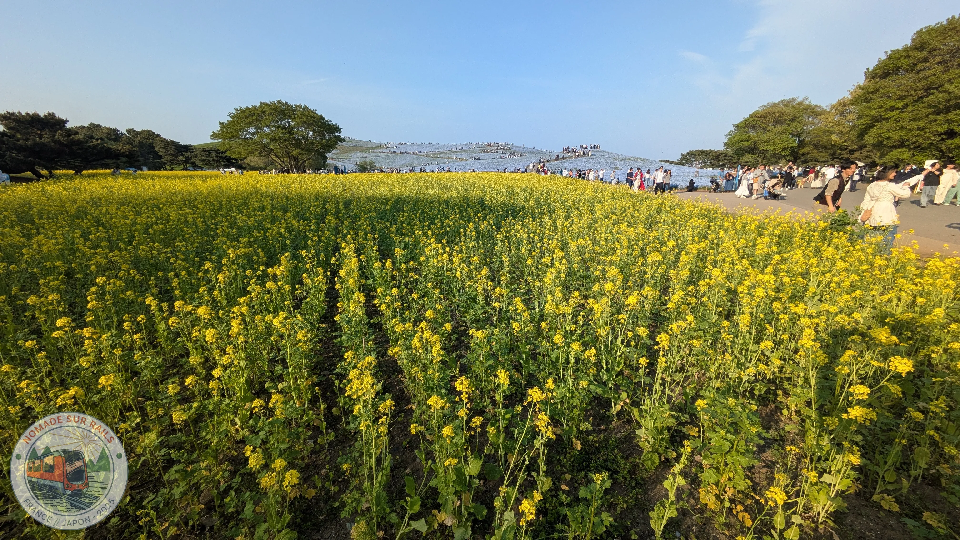 Champs de colza au parc Hitachi Seaside