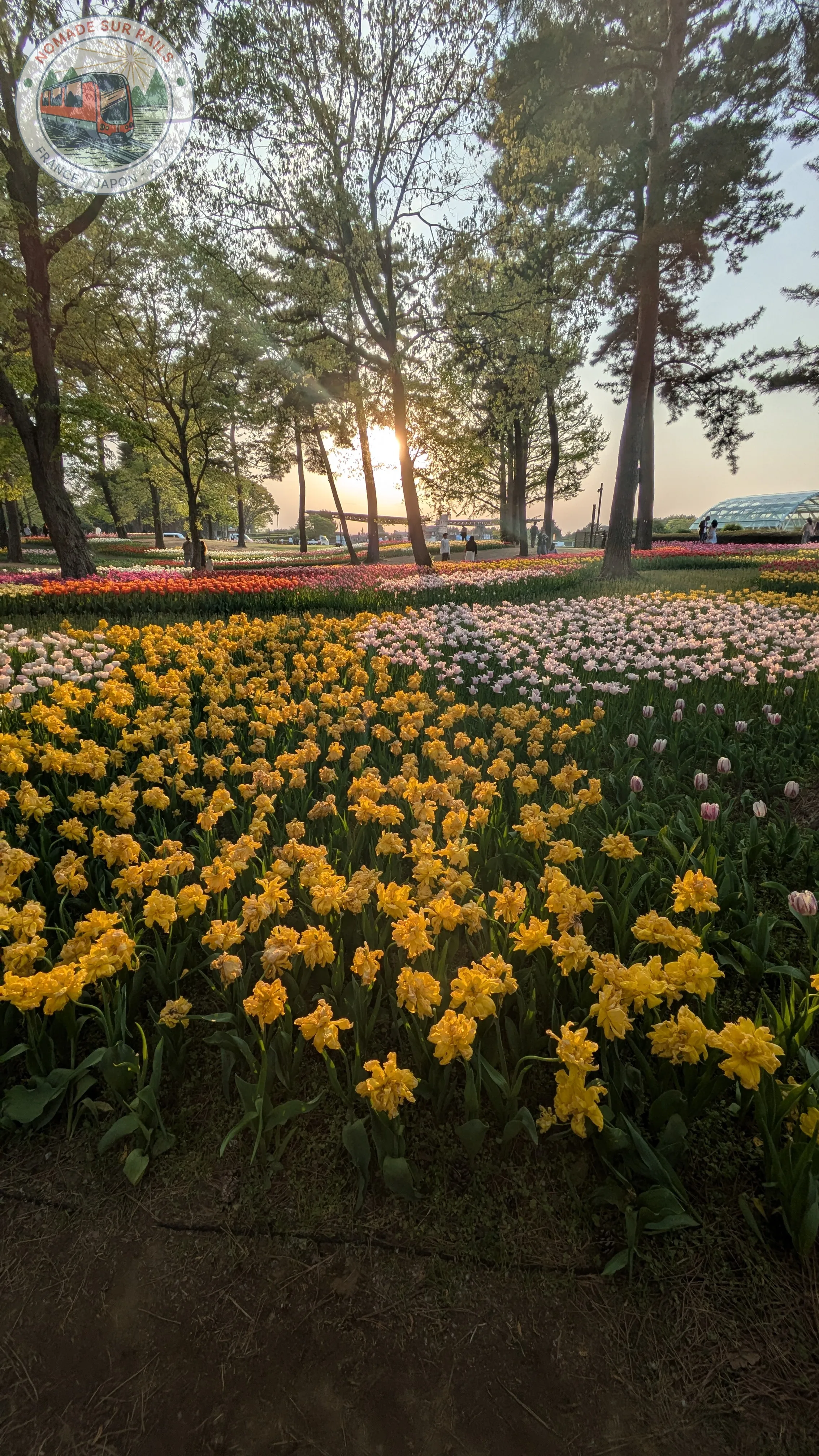 Tulipes en fleurs au parc Hitachi Seaside