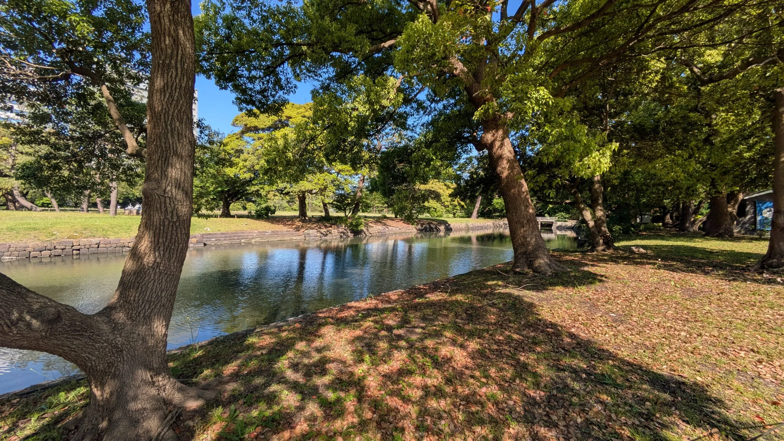 Allée arborée du jardin Hama-Rikyū