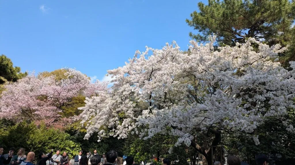 10 lieux a decouvrir au japon sakura1