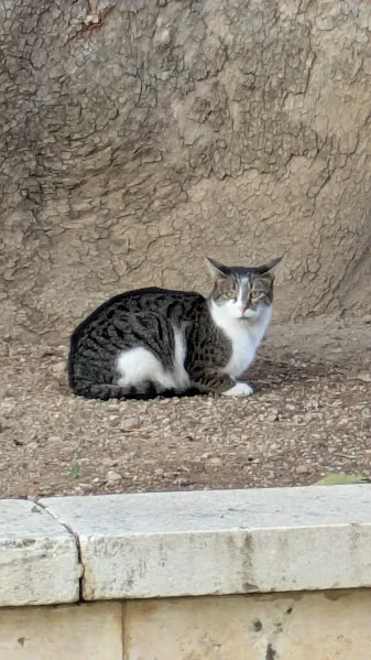 Turquie chats1 — Turquie