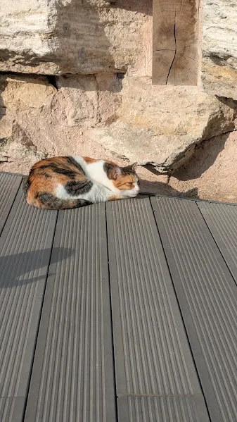 Turquie chats2 — Turquie