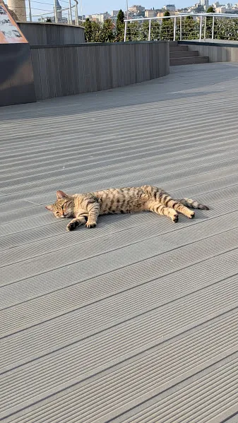 Turquie chats3 — Turquie