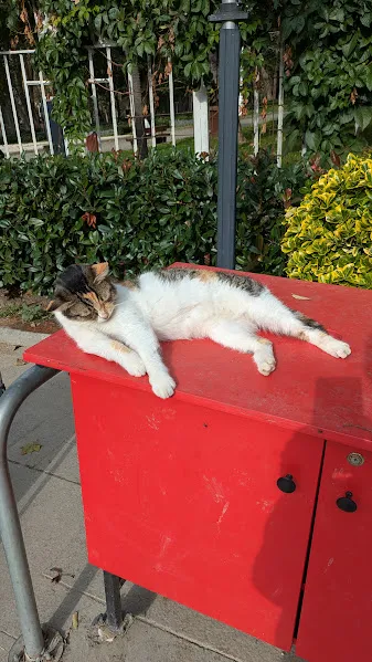 Turquie chats4 — Turquie