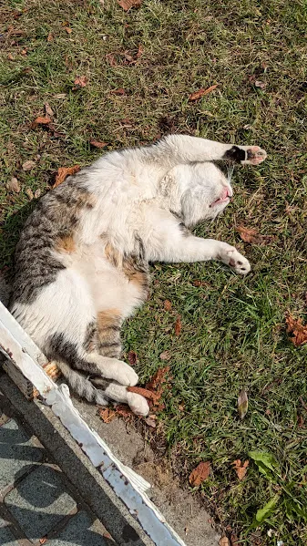 Turquie chats5 — Turquie