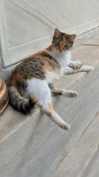 Turquie chats8 — Turquie